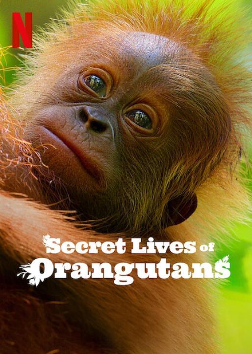 فيلم Secret Lives of Orangutans 2024 مترجم اون لاين